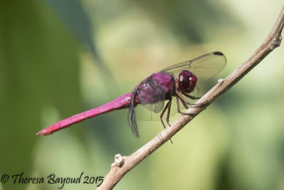 darien pink dragon-big.jpg