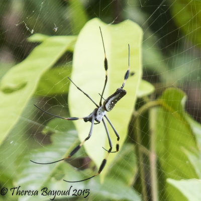 darien spider-big.jpg