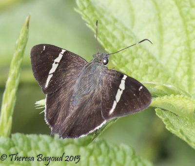 darien strip skipper-big.jpg