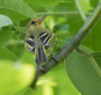 flatbill.jpg