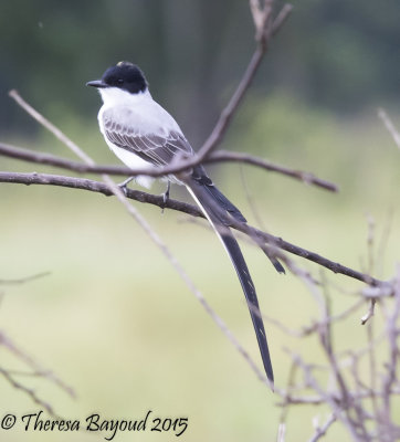 forktail-big.jpg