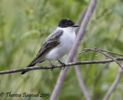 forktail2-big.jpg