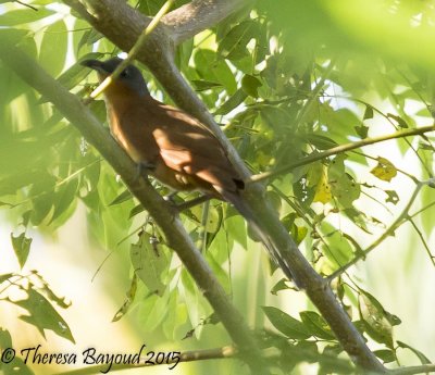 g capped cuckoo-big.jpg
