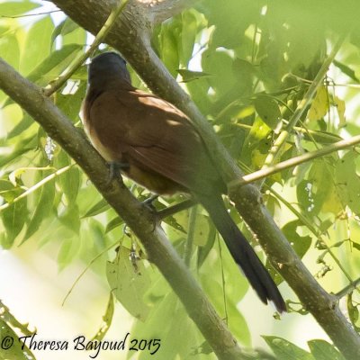 g capped cuckoo2-big.jpg