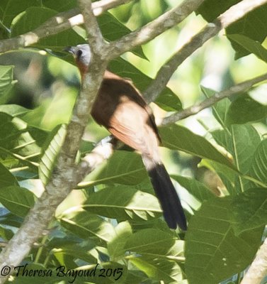 g capped cuckoo3-big.jpg