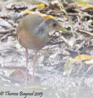 gray-necked-big.jpg