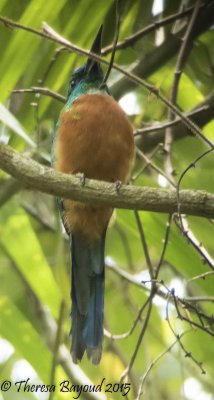 great jacamar-big.jpg