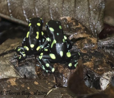 green black frog-big.jpg