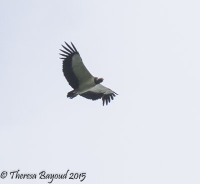 king vulture-big.jpg