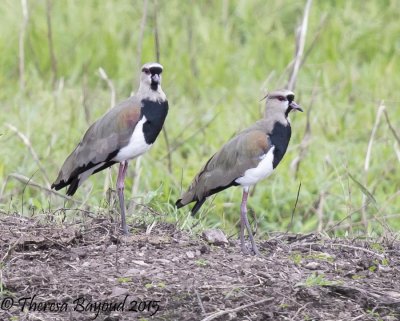 lapwing-big.jpg