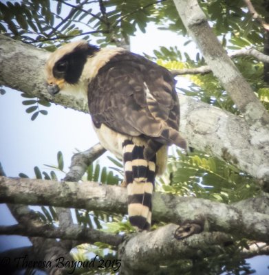 laughing falcon-big.jpg