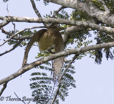 laughing falcon2-big.jpg