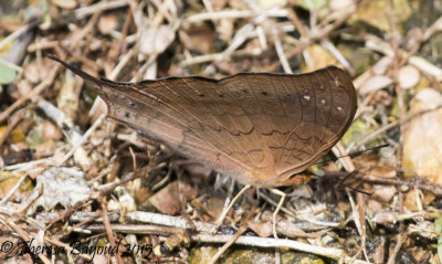 leafwing darien-big.jpg