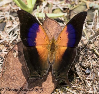 leafwing darien2-big.jpg