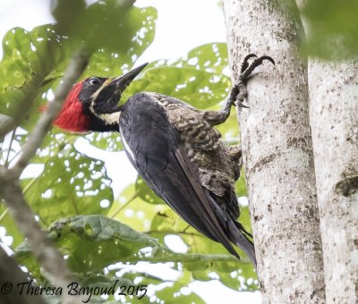 lineated woodpecker-big.jpg