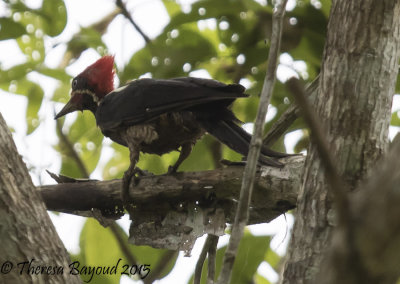 lineated woodpecker2-big.jpg