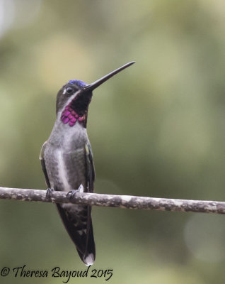 longbil starthroat2-big.jpg