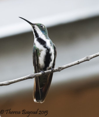mango hummer-big.jpg