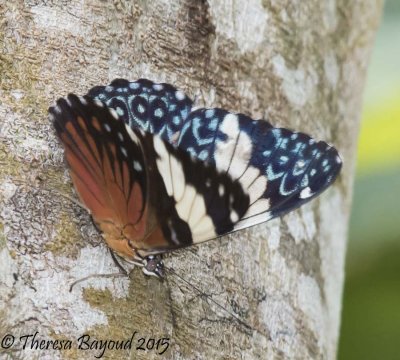 red cracker-big.jpg