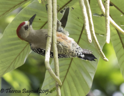 red crown woodpecker-big.jpg
