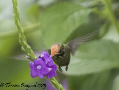 rufuous head coquette-big.jpg