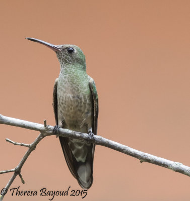 scaly breasted hummer-big.jpg