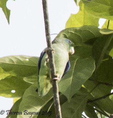 spectacaled parrotlet-big.jpg
