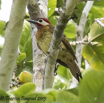spot breast woodpecker-big.jpg