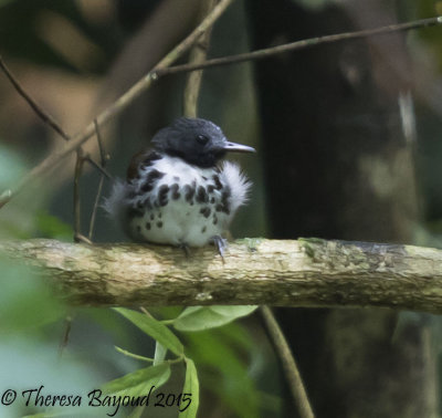 spotted antbird-big.jpg