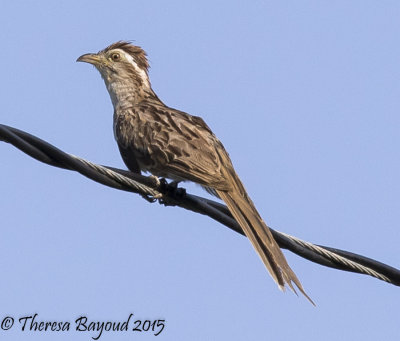 striped cuckoo2-big.jpg