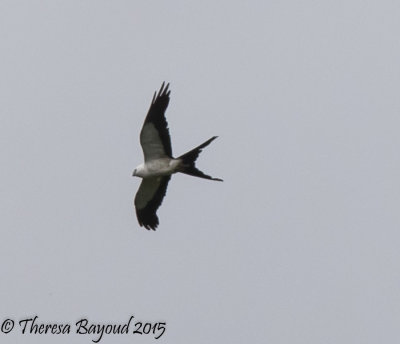 swallowtail kite-big.jpg
