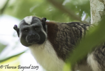 tameron monkey-big.jpg