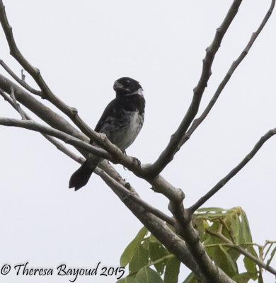 variable seedeater-big.jpg