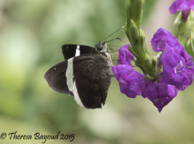 white line skipper-big.jpg
