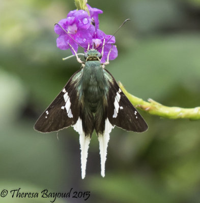 white tail skipper-big.jpg