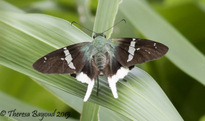 white tail skipper2-big.jpg