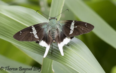 white tail skipper3-big.jpg