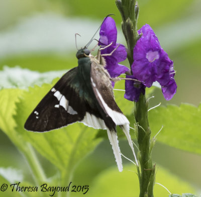 white tail skipper4-big.jpg