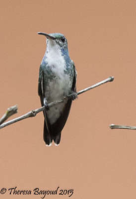 white vented plumeteer-big.jpg
