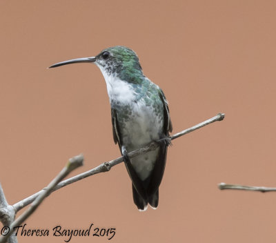 white vented plumeteer2-big.jpg
