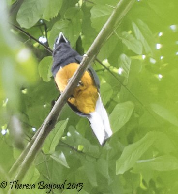 white-tail trogon-big.jpg