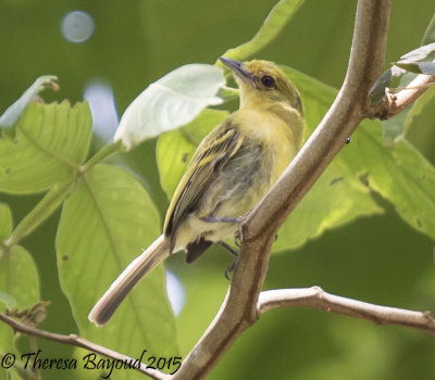 yellow bellied-big.jpg