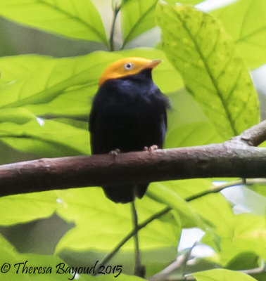 yellow head manakin-big.jpg
