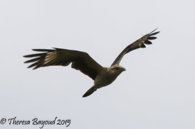 yellow headed cara-big.jpg