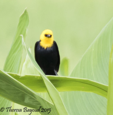 yellow hooded blackbird-big.jpg