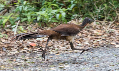 australian_endemics