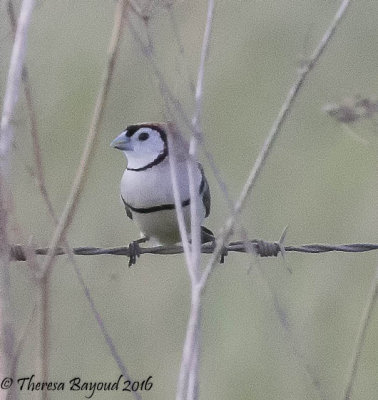 Double-barred Finch