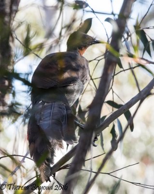 Superb Lyrebird