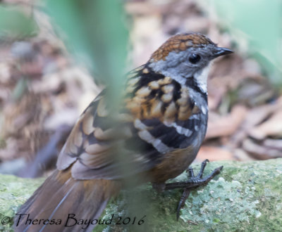 australian_endemics