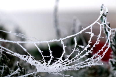 A spider web in winter....
